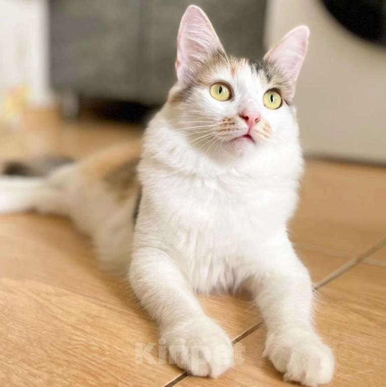 Кошки в Москве: Марусю бросили хозяева Девочка, Бесплатно - фото 5