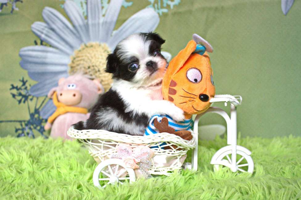 Собаки в Москве: щенки девочки японского хина с документами РКФ Девочка, 35 000 руб. - фото 2