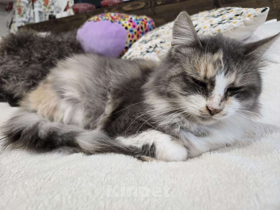 Кошки в Семикаракорске: Метис МЕЙН-КУН и СИБИРСКОЙ  Девочка, Бесплатно - фото 5