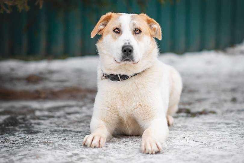 Собаки в Москве: Альба Девочка, Бесплатно - фото 2
