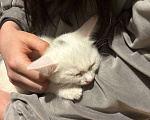 Кошки в Москве: Котёнок в добрые руки 2 месяца  Девочка, Бесплатно - фото 3