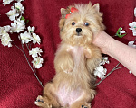 Собаки в Москве: Рыжий йорк с голубым глазом девочка мини Девочка, 100 000 руб. - фото 7