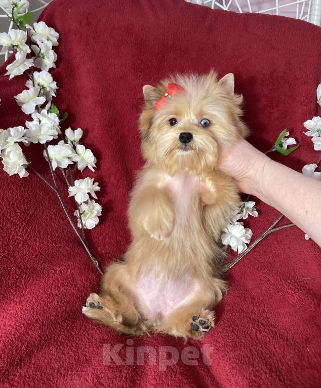 Собаки в Москве: Рыжий йорк с голубым глазом девочка мини Девочка, 100 000 руб. - фото 7