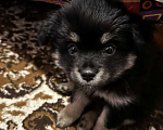 Собаки в Волгограде: Продам щенка Мальчик, 7 000 руб. - фото 3