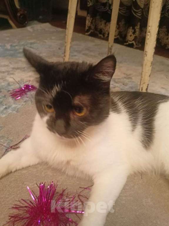 Кошки в Калуге: Отдам в хорошие руки Девочка, Бесплатно - фото 5