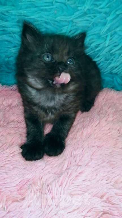 Кошки в Москве: Шотландские котята хайленд Мальчик, 5 000 руб. - фото 4