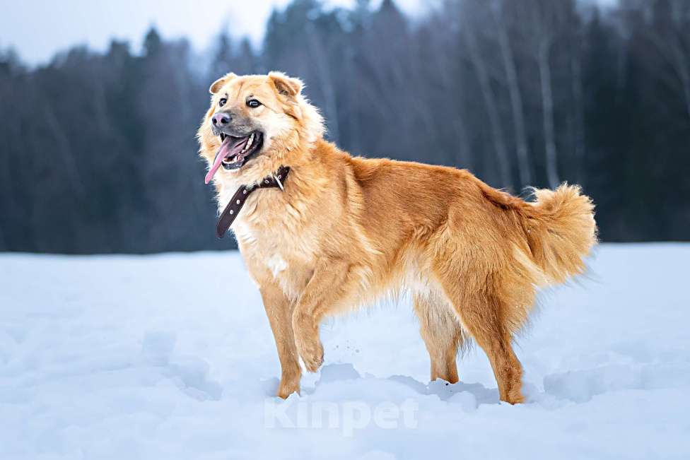 Собаки в Клине: Дюшес — очень дружелюбный пёс Мальчик, Бесплатно - фото 1
