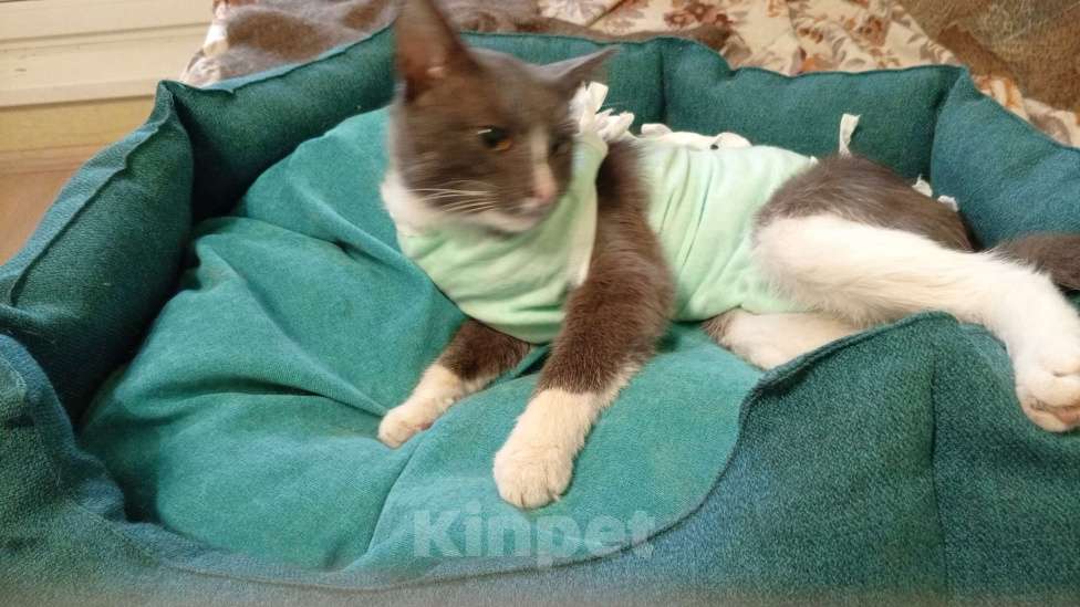 Кошки в Москве: Базиллио Мальчик, Бесплатно - фото 3