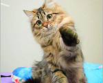 Кошки в Астрахани: Невские маскарадные котята, 35 000 руб. - фото 8