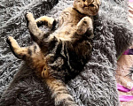 Кошки в Новокузнецке: Вязка шотландский кот, 1 000 руб. - фото 3
