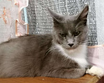 Кошки в Ветлуге: Котята Мейн-кун, 7 000 руб. - фото 5