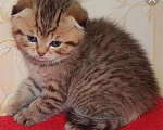Кошки в Новоалександровске: Шотландские котята, 7 000 руб. - фото 5