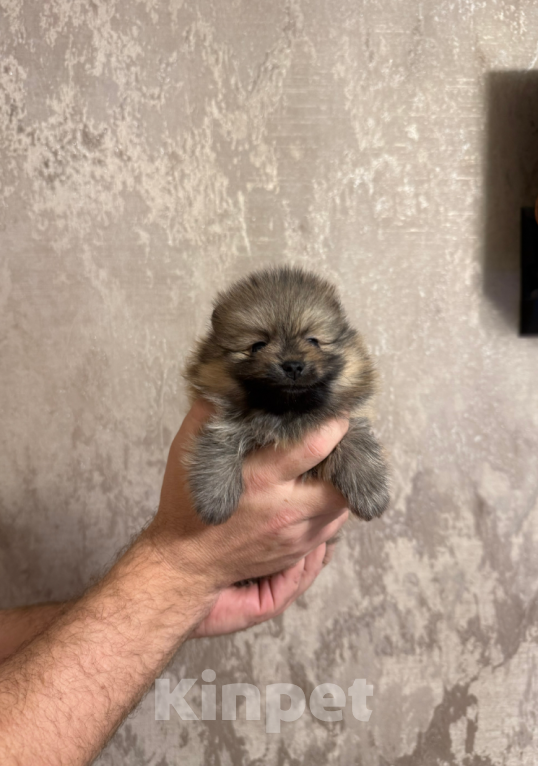 Собаки в Москве: Мальчик соболь Мальчик, 25 000 руб. - фото 1