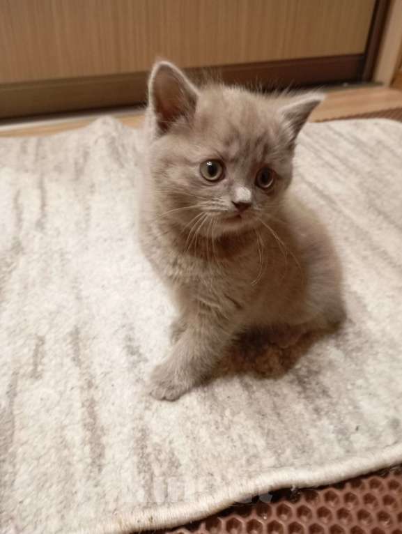 Кошки в Улане-Удэ: Котенок манчкин Девочка, Бесплатно - фото 1