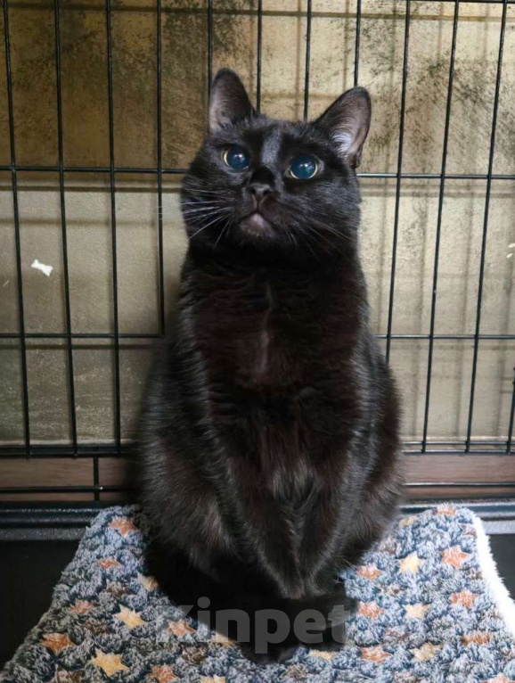 Кошки в Москве: Паулина Девочка, Бесплатно - фото 1