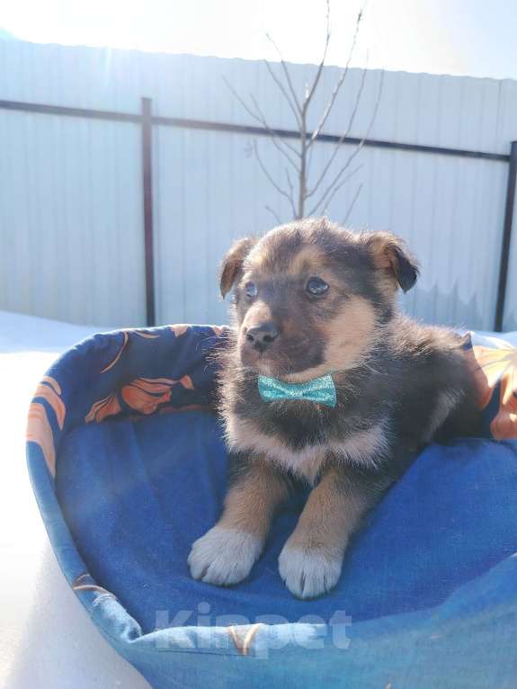 Собаки в Москве: Щенок 1,5-2 месяца мальчик в добрые руки Мальчик, Бесплатно - фото 2