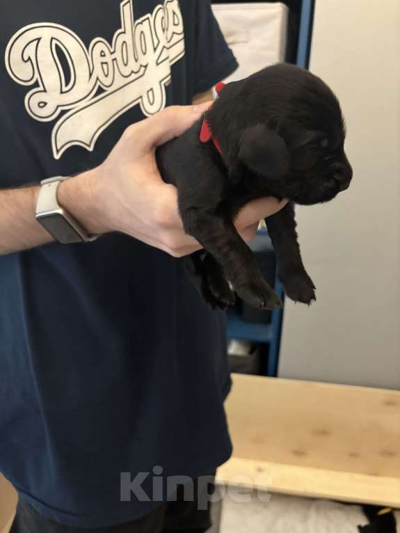 Собаки в Москве: Бронируем щенков прямошерстного ретривера флэт Девочка, 75 000 руб. - фото 2