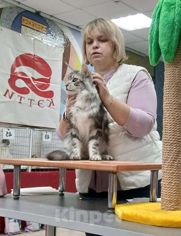 Кошки в Москве: Гигантики Девочка, 19 000 руб. - фото 4