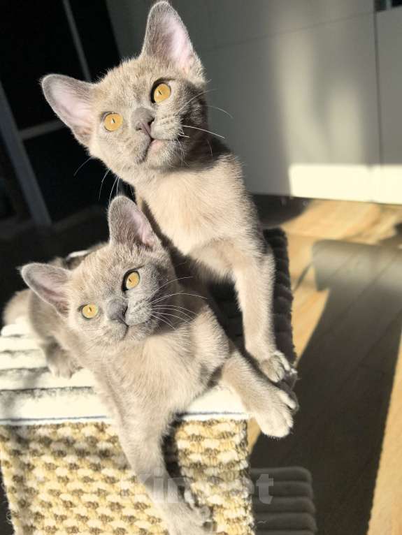 Кошки в Брянске: Котята европейской бурмы Девочка, 38 000 руб. - фото 6