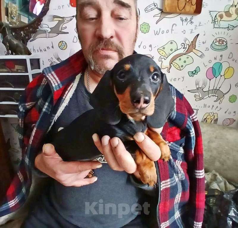 Собаки в Подольске: Щенок таксы стандартной Мальчик, 38 000 руб. - фото 1