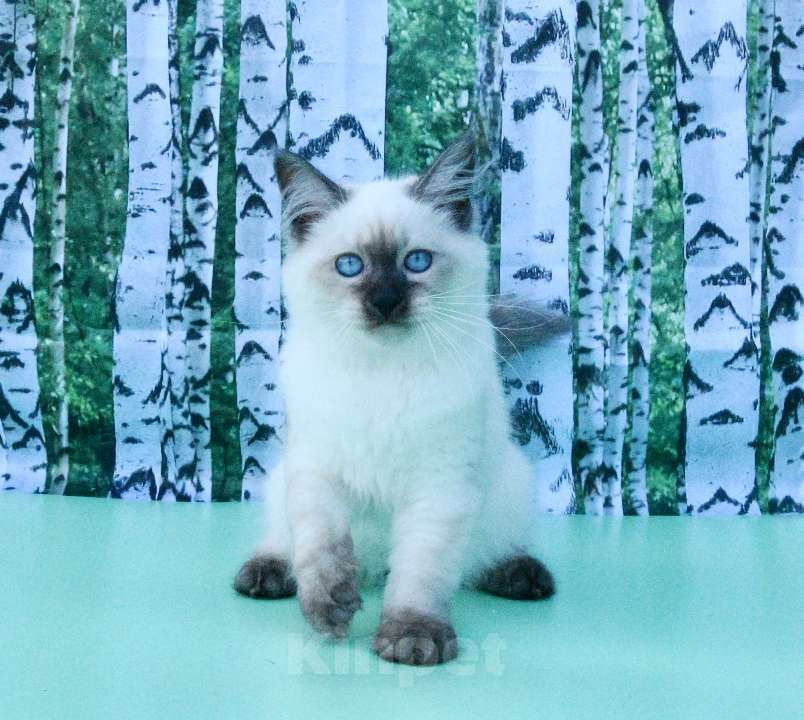 Кошки в Москве: Русская красавица Девочка, 50 000 руб. - фото 7