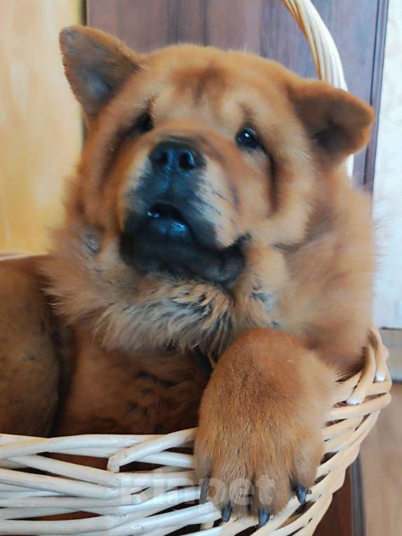 Собаки в Краснодаре: Чудная девочка смуф Девочка, 60 000 руб. - фото 2