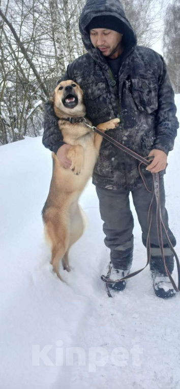 Собаки в Бронницах: Собака Катя в добрые руки  Девочка, Бесплатно - фото 4