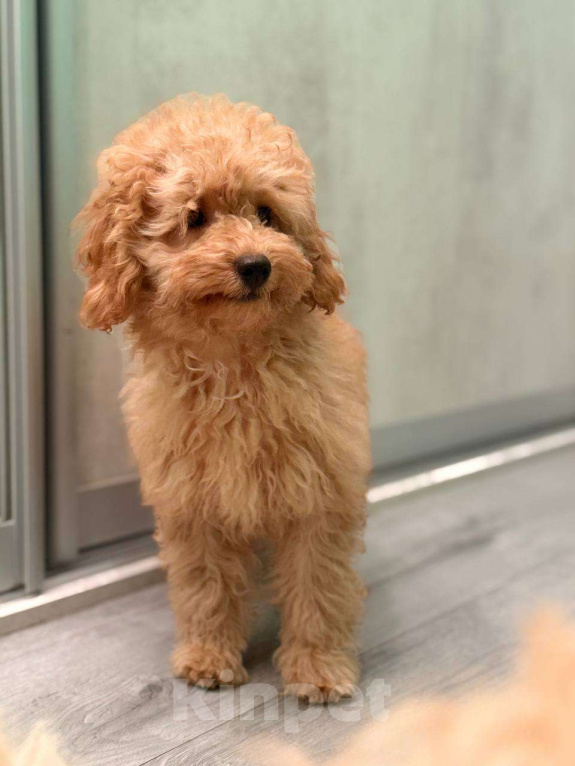 Собаки в Мытищах: Миниатюрный пудель Абель Девочка, 60 000 руб. - фото 2