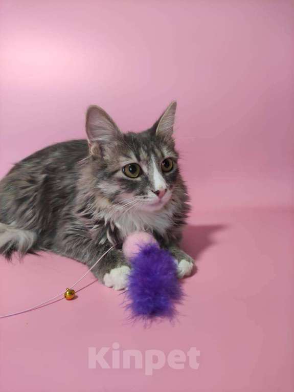 Кошки в Москве: Котенок девочка в добрые руки Девочка, Бесплатно - фото 2