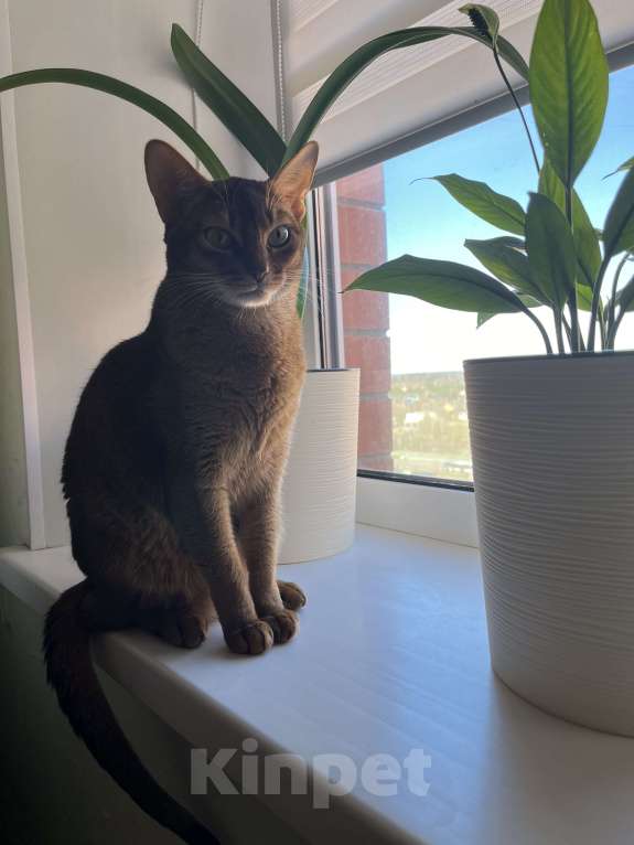 Кошки в Москве: Абиссинские котята Мальчик, 55 000 руб. - фото 3