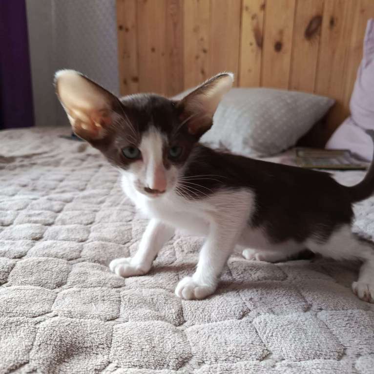 Кошки в Новороссийске: Ориентальная кошка Мальчик, 50 000 руб. - фото 4