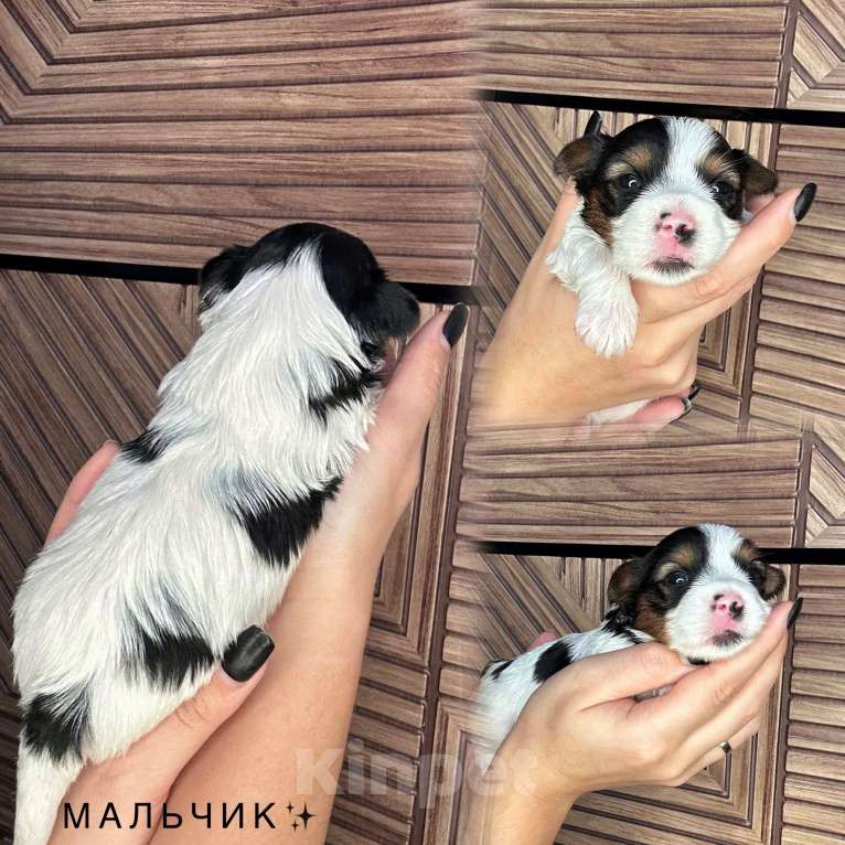 Собаки в Сарове: Щенки Мальчик, 50 000 руб. - фото 1