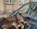 Кошки в Санкт-Петербурге: Кошка Муся ищет дом Девочка, Бесплатно - фото 1