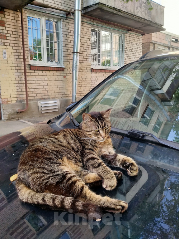 Кошки в Санкт-Петербурге: Кошка Муся ищет дом Девочка, Бесплатно - фото 1