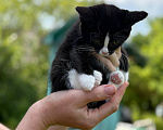 Кошки в Москве: Котёнок срочно в добрые руки Девочка, Бесплатно - фото 5