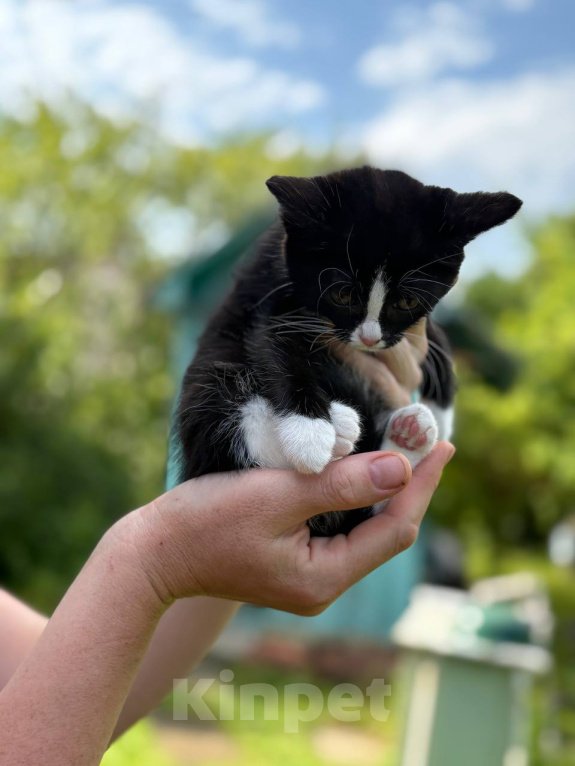 Кошки в Москве: Котёнок срочно в добрые руки Девочка, Бесплатно - фото 5