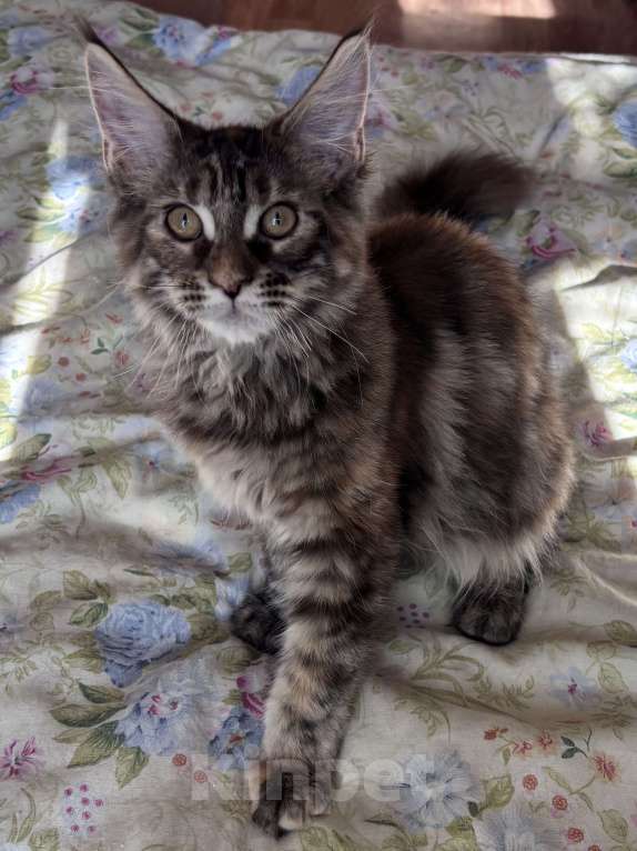 Кошки в Петергофе: Крупная девчоночка Девочка, 40 000 руб. - фото 7