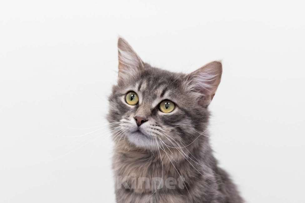 Кошки в Москве: Клим Мальчик, Бесплатно - фото 2