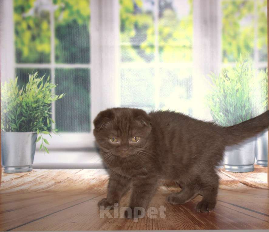 Кошки в Санкт-Петербурге: Шоколадный скоттиш фолд Мальчик, 25 000 руб. - фото 4