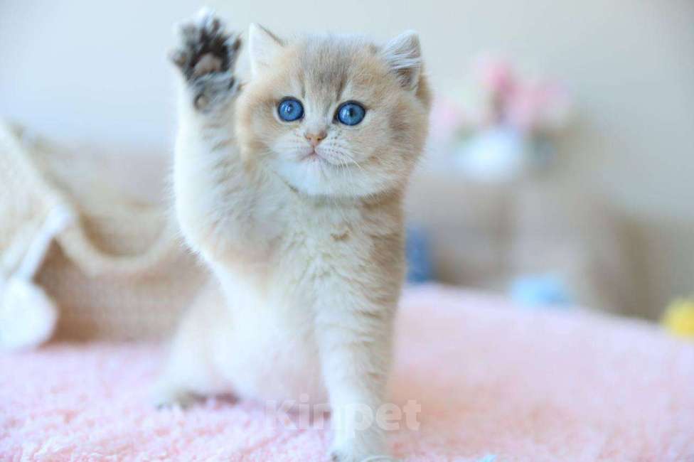 Кошки в Москве: Британская девочка Джоли Девочка, 170 000 руб. - фото 1