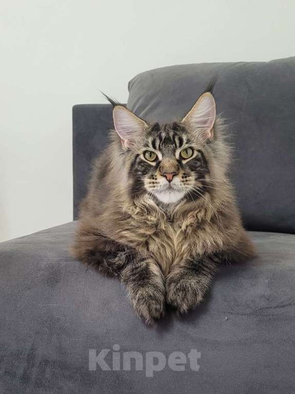 Кошки в Москве: Котенок мейн-кун  Мальчик, 60 000 руб. - фото 8