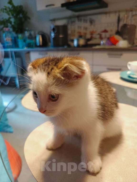 Кошки в Москве: Отдам в добрые руки Мальчик, Бесплатно - фото 6