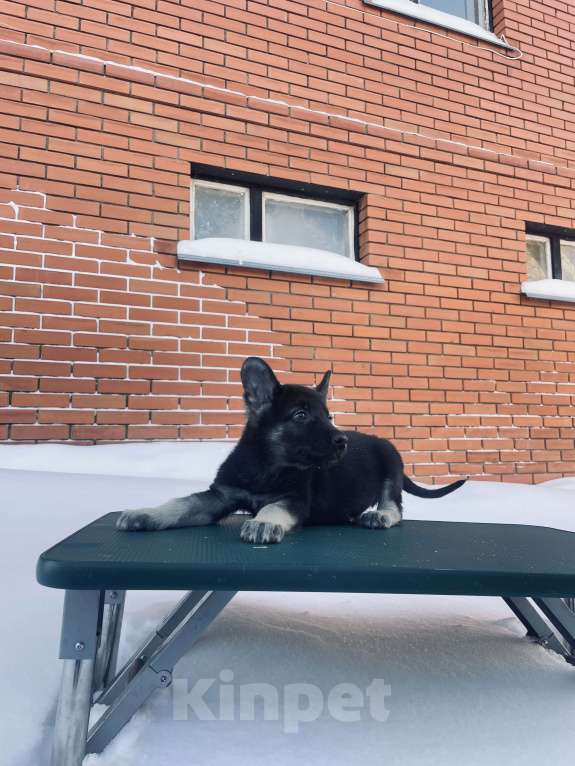 Собаки в Туле: Кобель ВЕО Мальчик, 60 000 руб. - фото 5