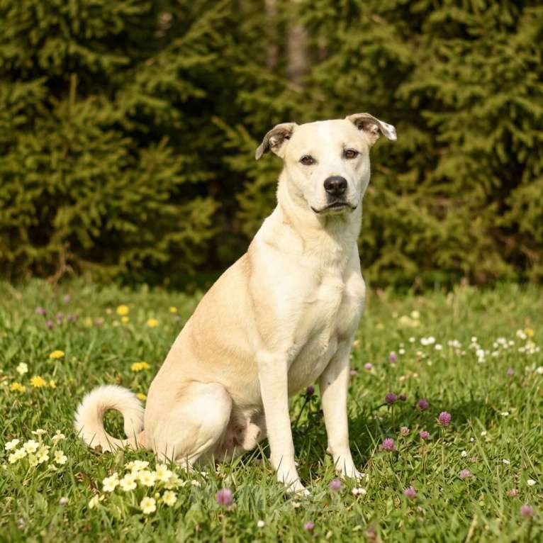 Собаки в Москве: собака Илай из приюта в добрый руки Мальчик, Бесплатно - фото 3
