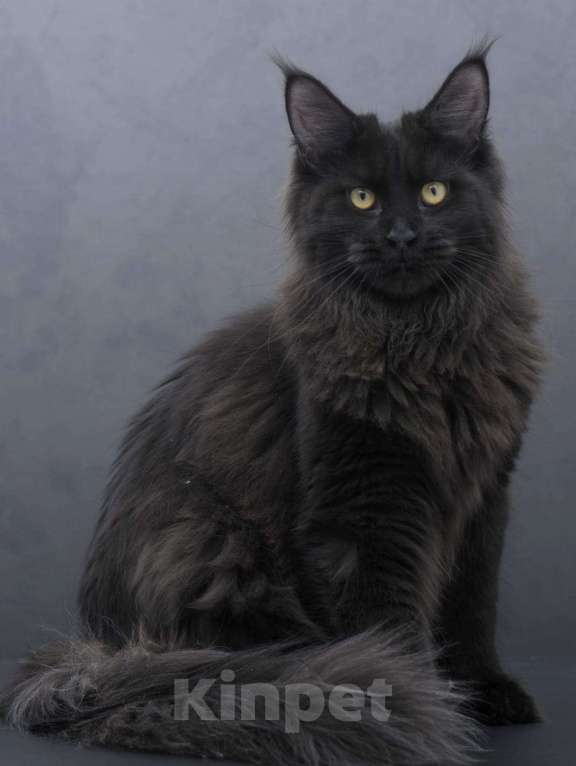 Кошки в Москве: Котенок мейн-кун  Девочка, 35 000 руб. - фото 7