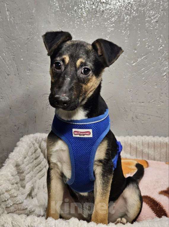 Собаки в Санкт-Петербурге: Лёлик и Болик. Очень ждут своего человека Мальчик, Бесплатно - фото 3