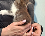 Кошки в Санкт-Петербурге: котята. коты и кошечки. есть пушистые. Разнополые, Бесплатно - фото 9