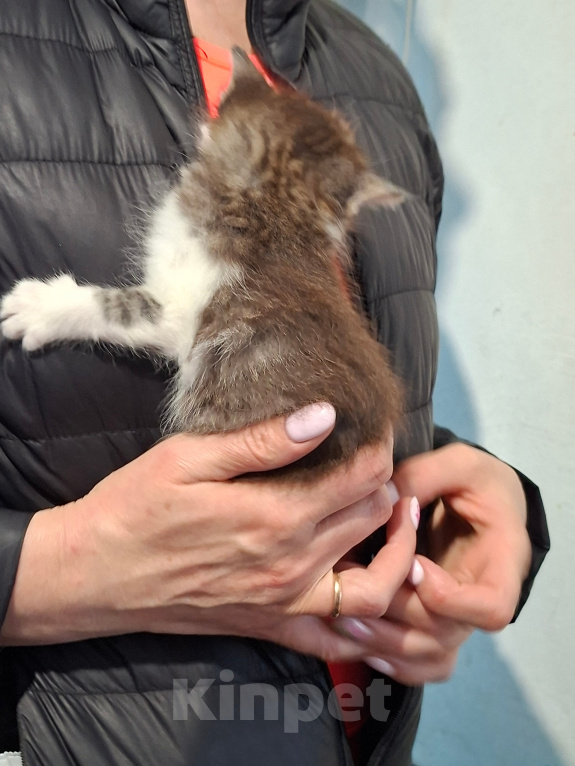 Кошки в Санкт-Петербурге: котята. коты и кошечки. есть пушистые. Разнополые, Бесплатно - фото 9