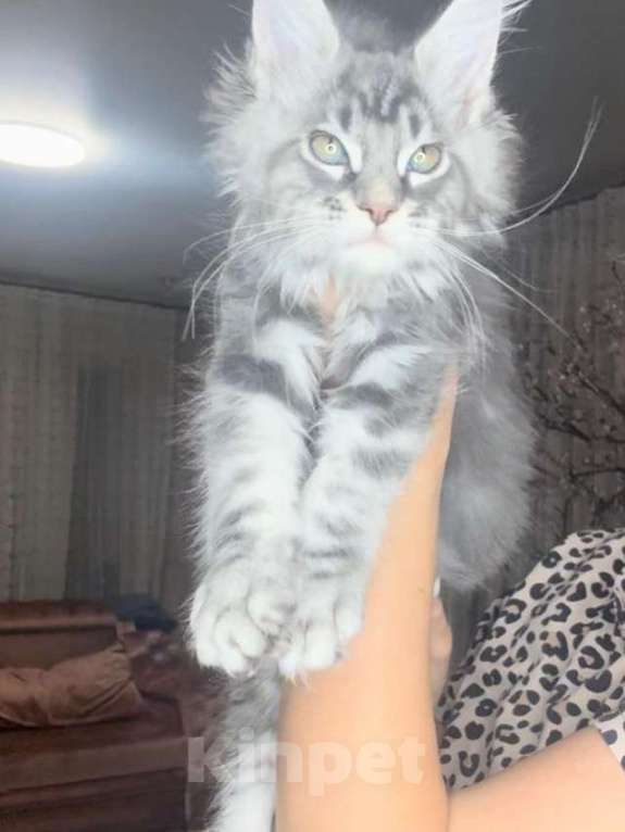 Кошки в Москве: Мейн кун девочка. Девочка, 60 000 руб. - фото 2
