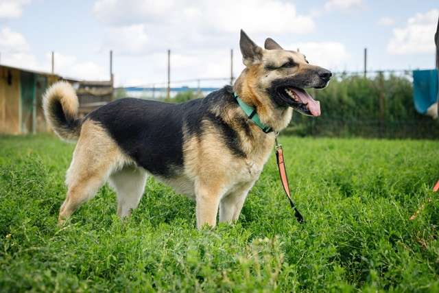 Собаки в Москве: Взрослая восточно-европейская овчарка Тайга в добрые руки Девочка, Бесплатно - фото 3